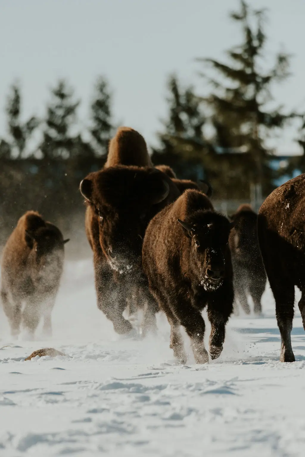 Fraser River Lodge