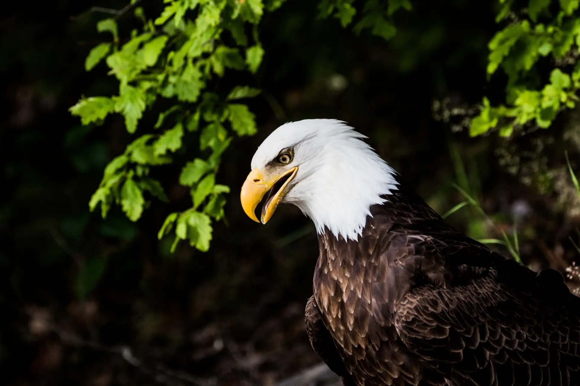 A bald eagle on the Harrison River