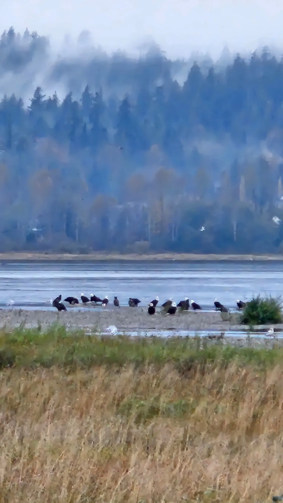 Great River jet boat tours on the Fraser and Harrison rivers