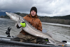Sturgeon Fishing on the Fraser River