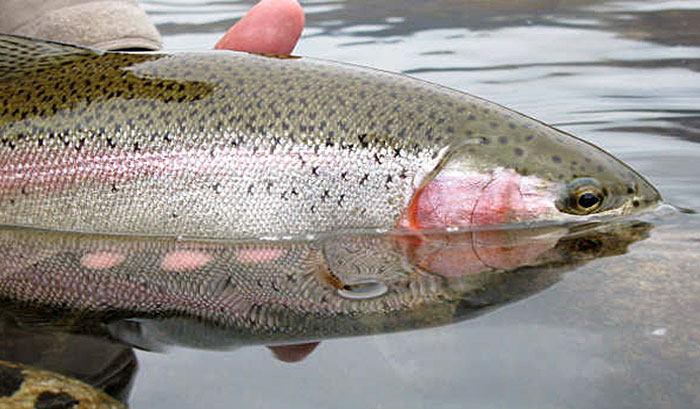 Trout Fly Fishing