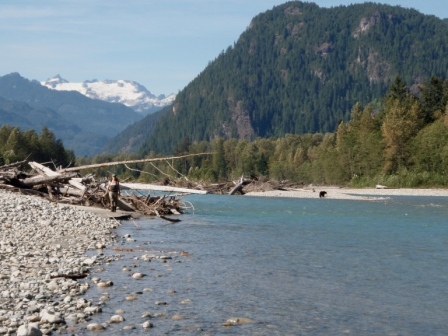 Pitt River, Bears, Vancouver, Chilliwack, Fly Fishing, Fishing Trips, Charters