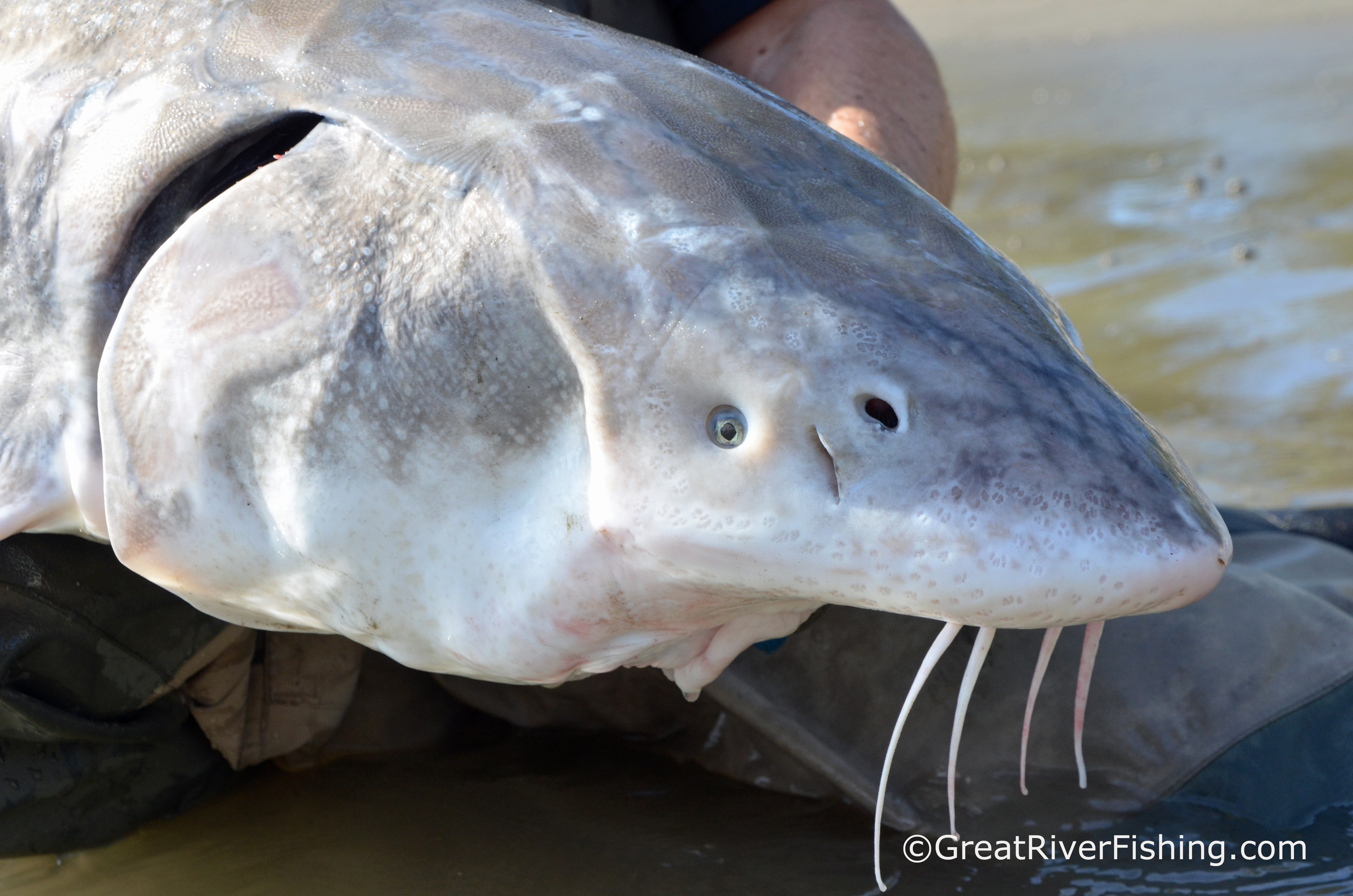 Fraser River Sturgeon Fishing