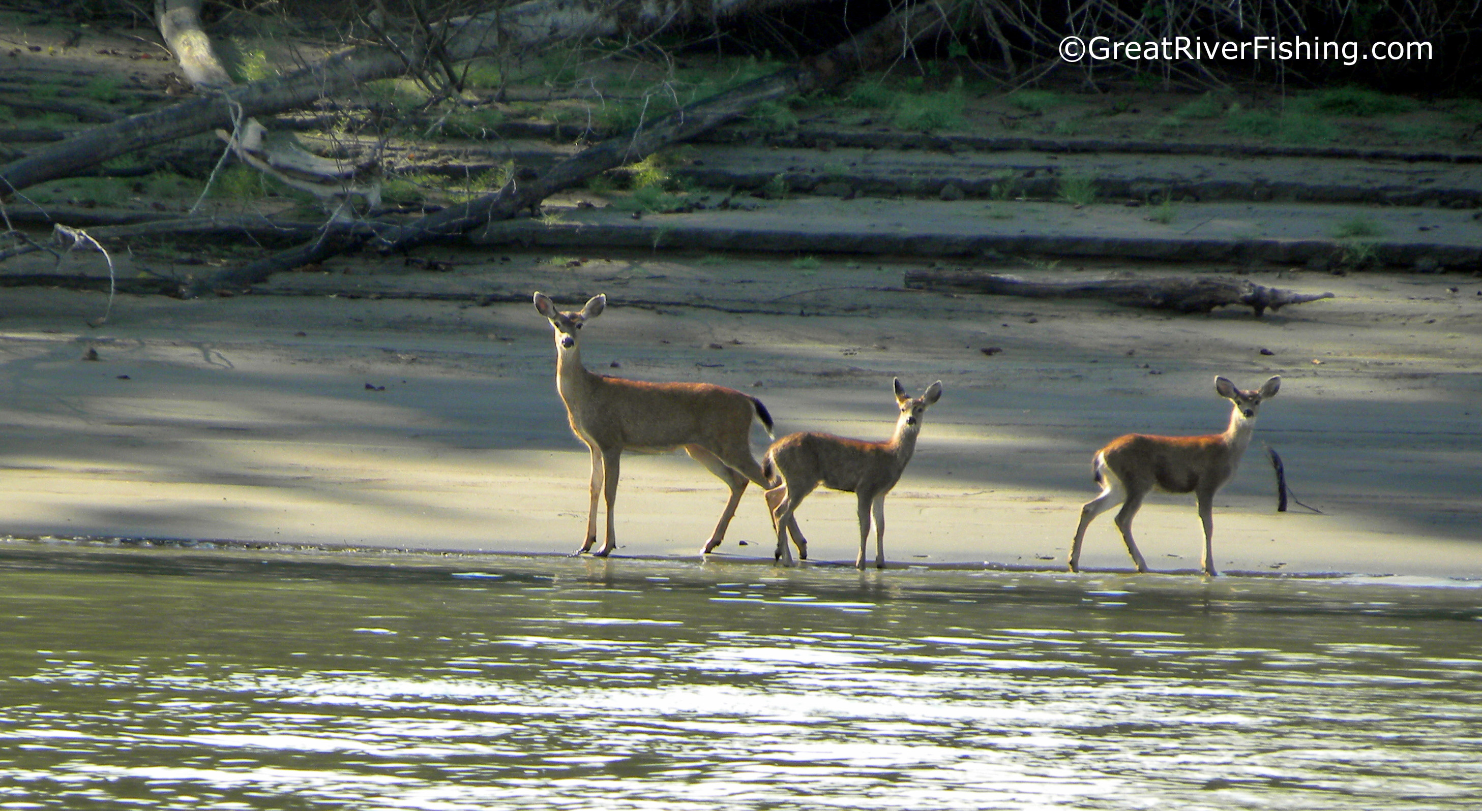 Deer on the Ftaser River