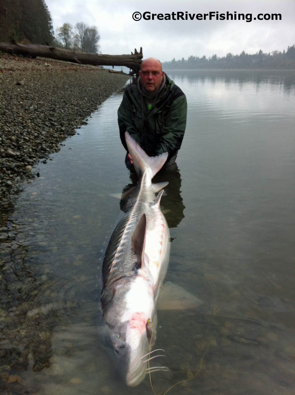 Sturgeon fishing on the Fraser River