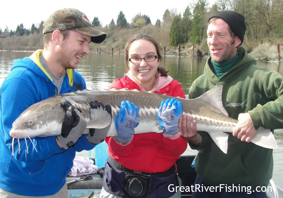 Sturgeon Fishing on the Fraser River
